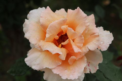 陜工網：國色天香