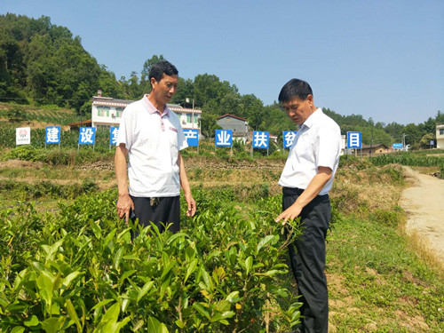 侯本英赴漢陰縣大壩村調研指導幫扶工作
