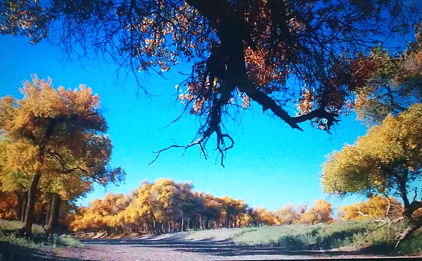 走進內蒙額濟納，與胡楊林的美撞個滿懷