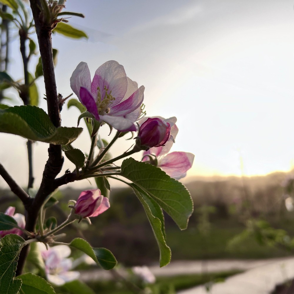 花開成景 花落成詩(shī)