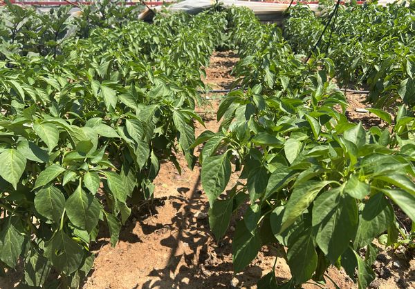 陜煤建設天工公司土建十七項目部：“蔬新”的菜園子