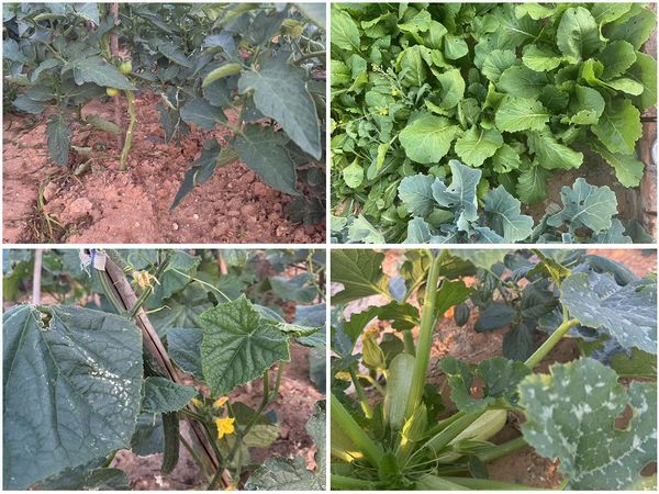 陜煤建設天工公司土建十七部黨支部：小小菜園，播種幸福感