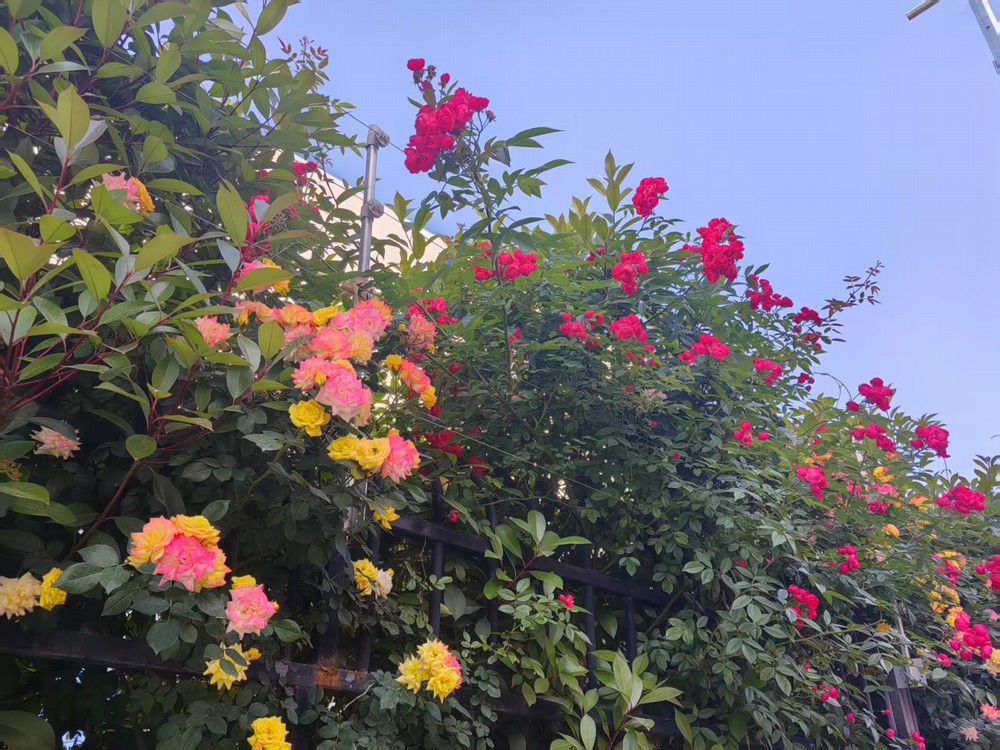 圍墻花簇映發(fā)展 奮進(jìn)征程綻華光