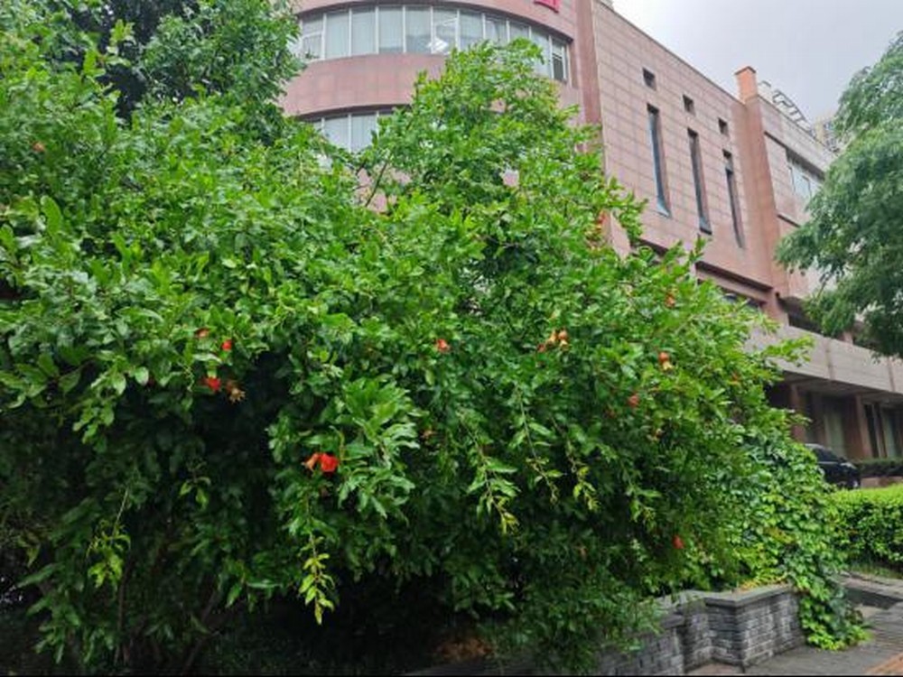 生如夏花 綻放絢爛